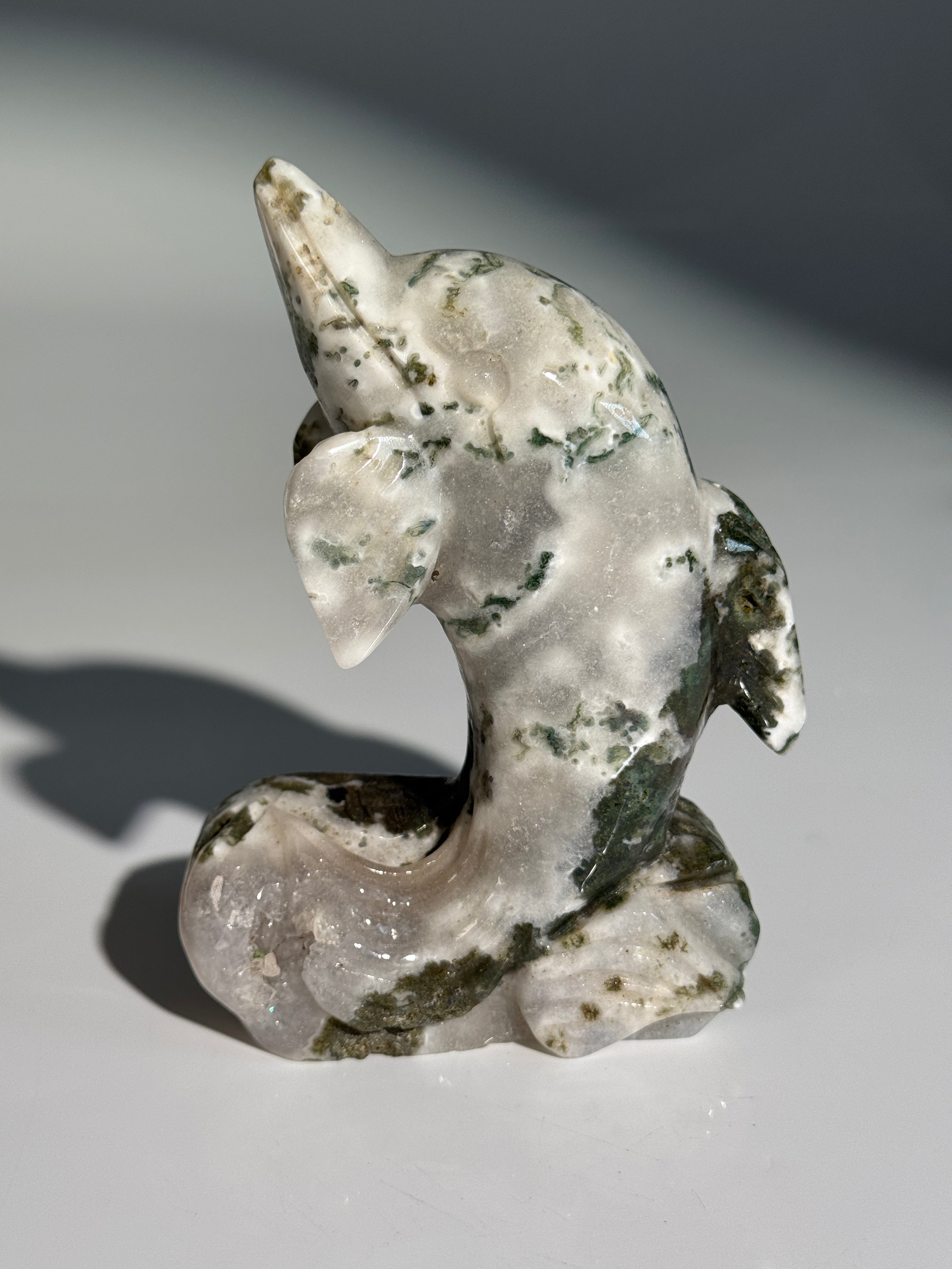 Moosachat Delfin