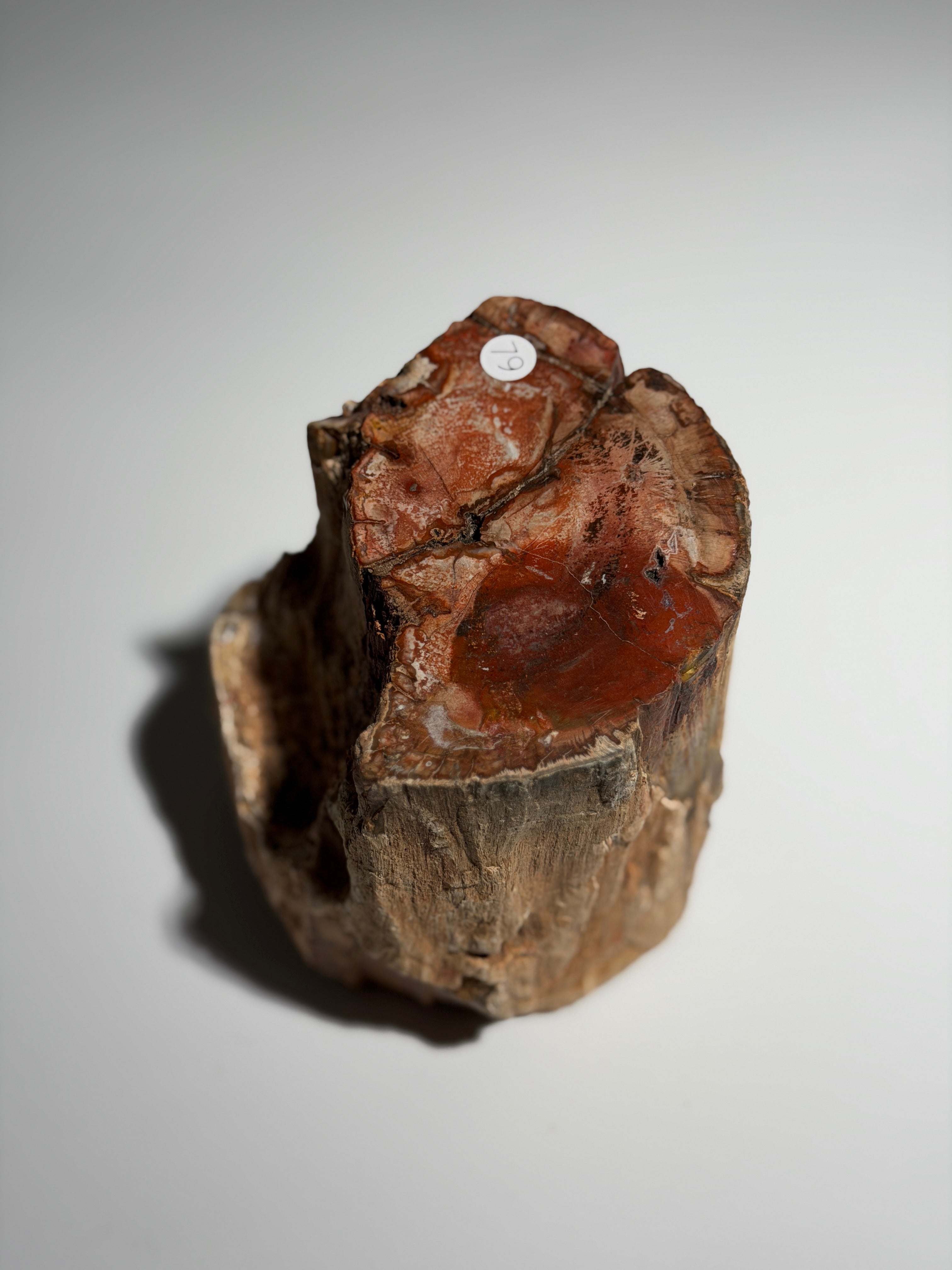 Versteinertes Holz