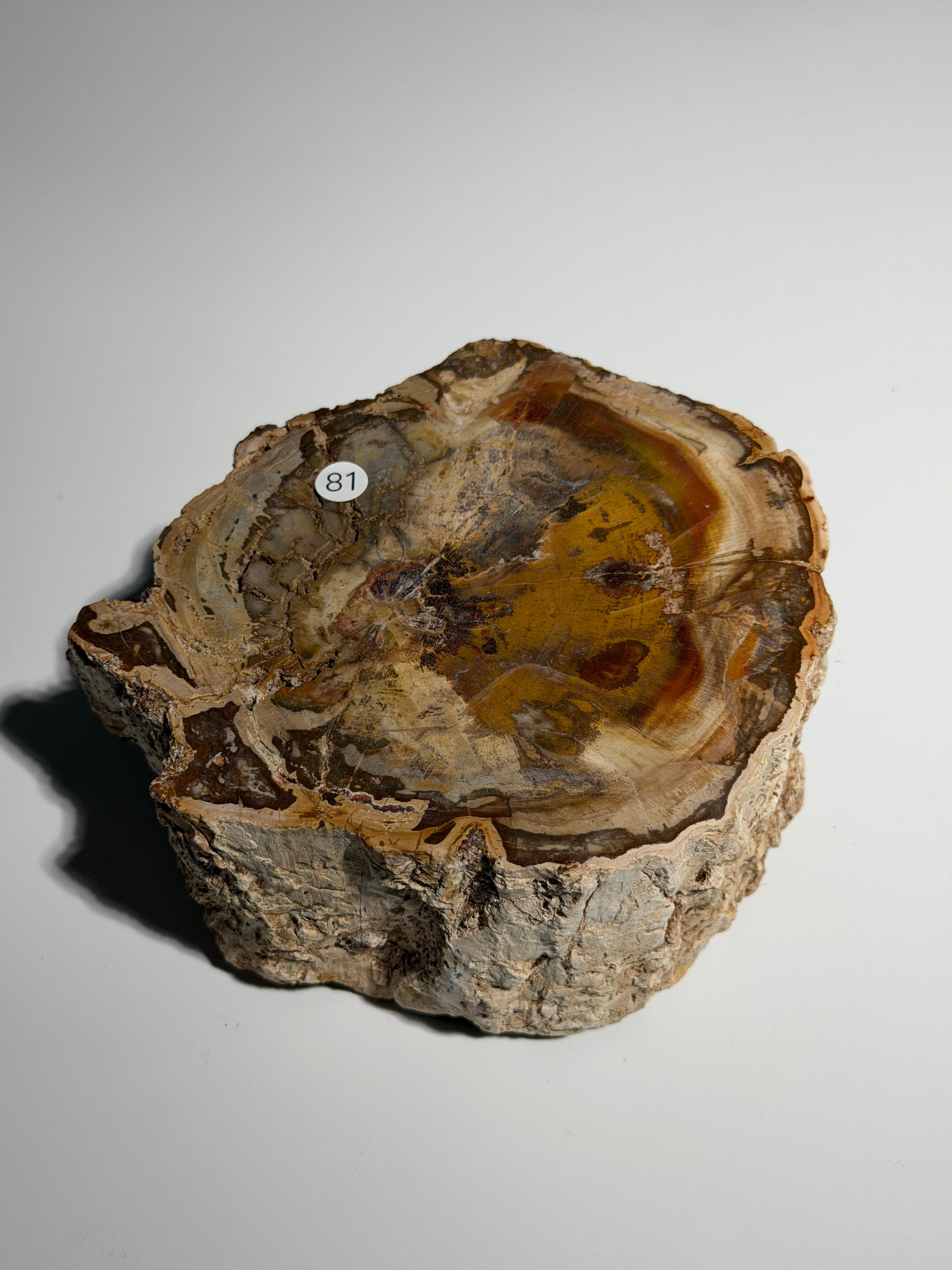 Versteinertes Holz