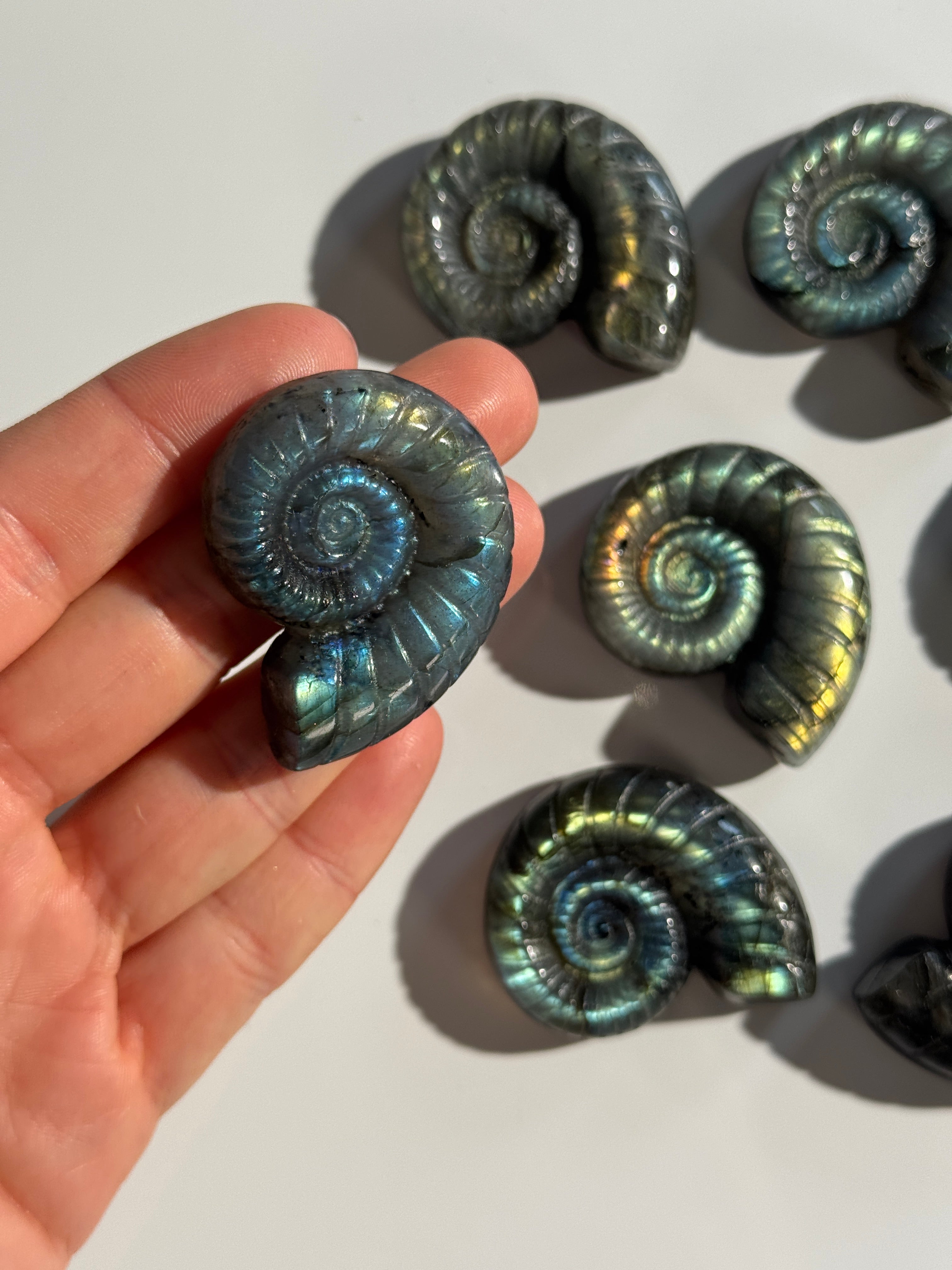 Labradorit Ammonite