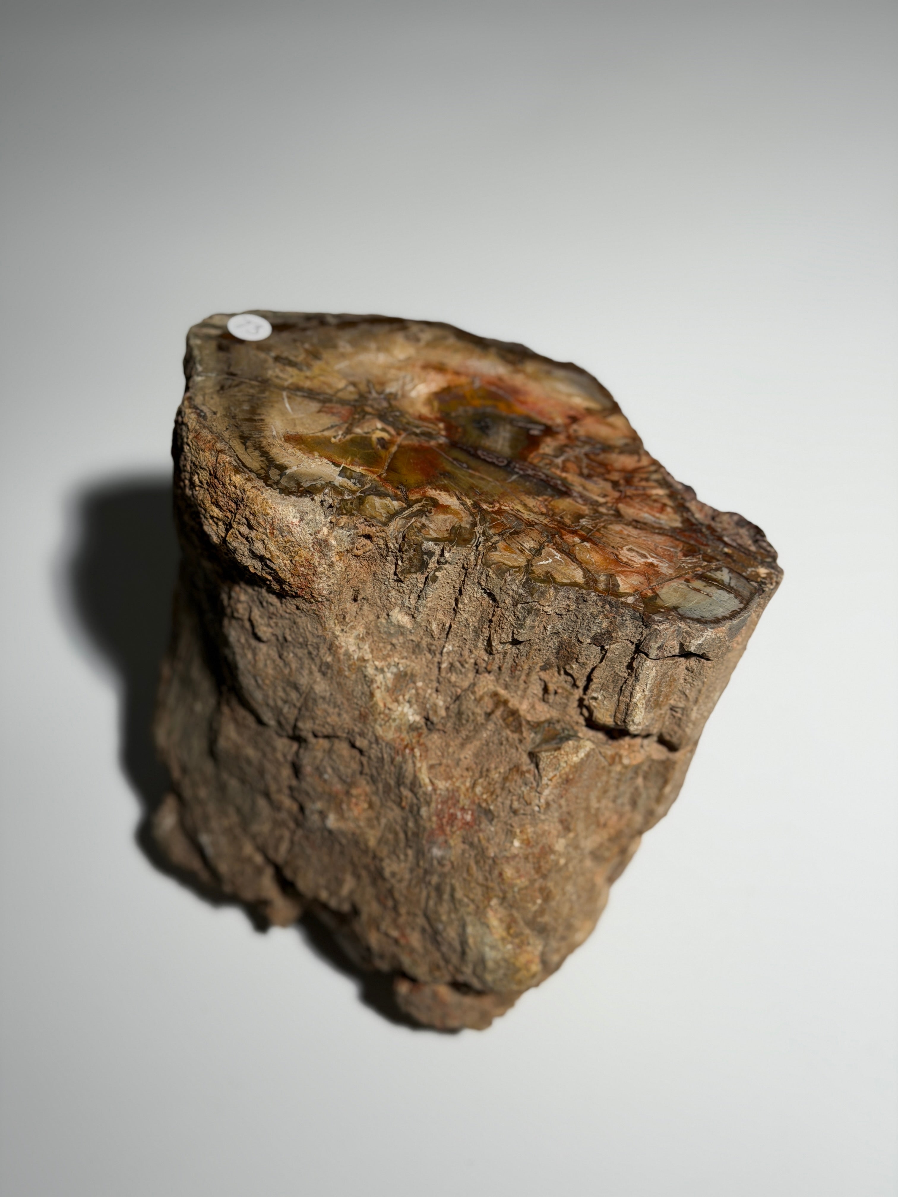 Versteinertes Holz