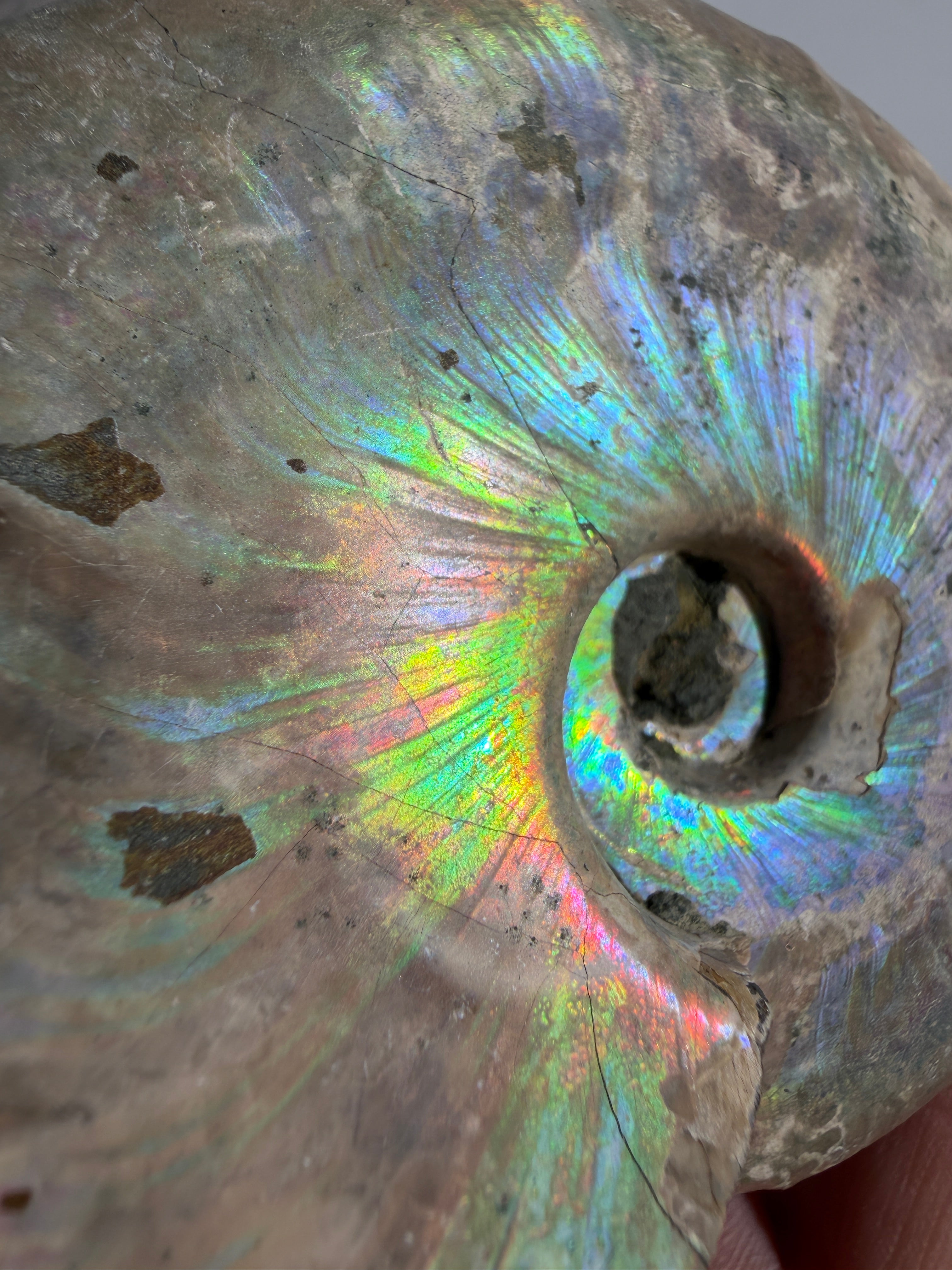 Rainbow Ammonit Fossil