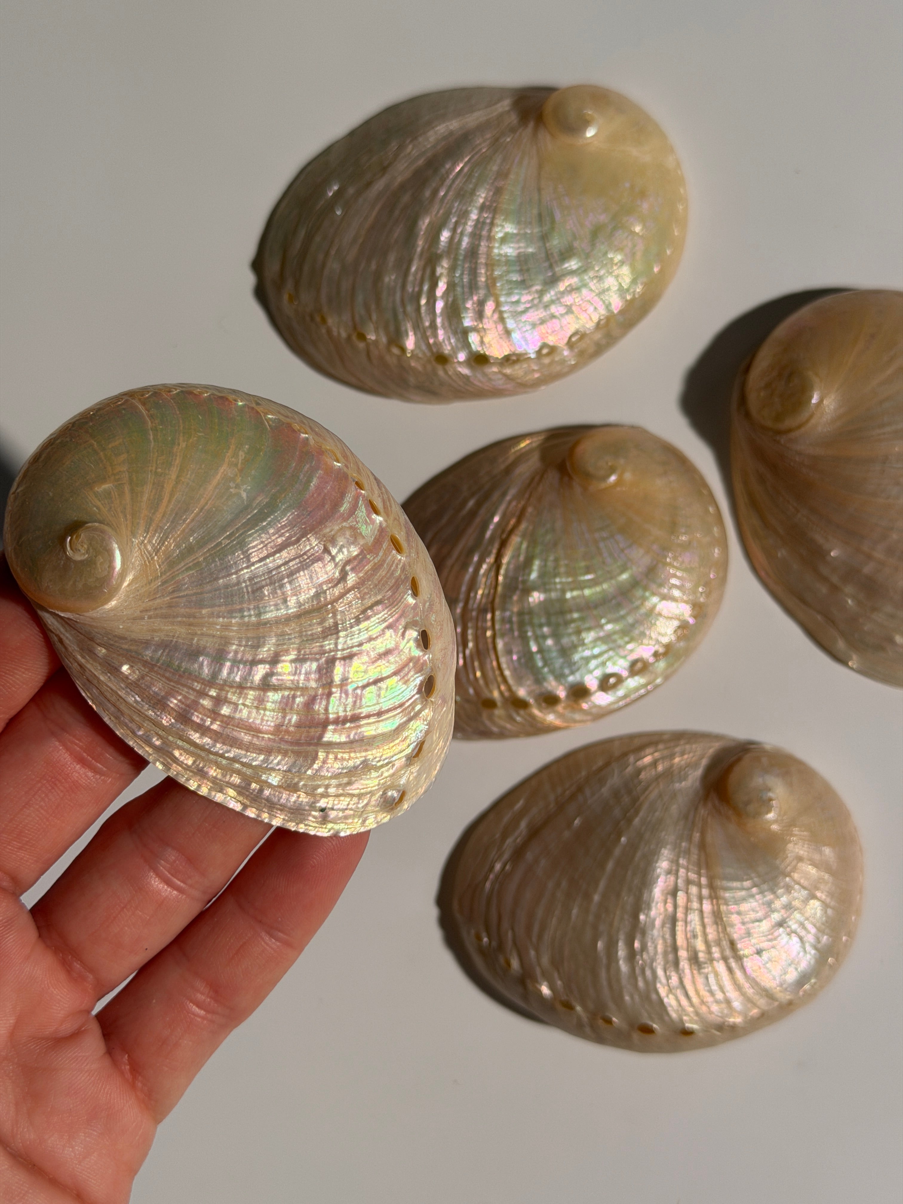 Muschel 🐚