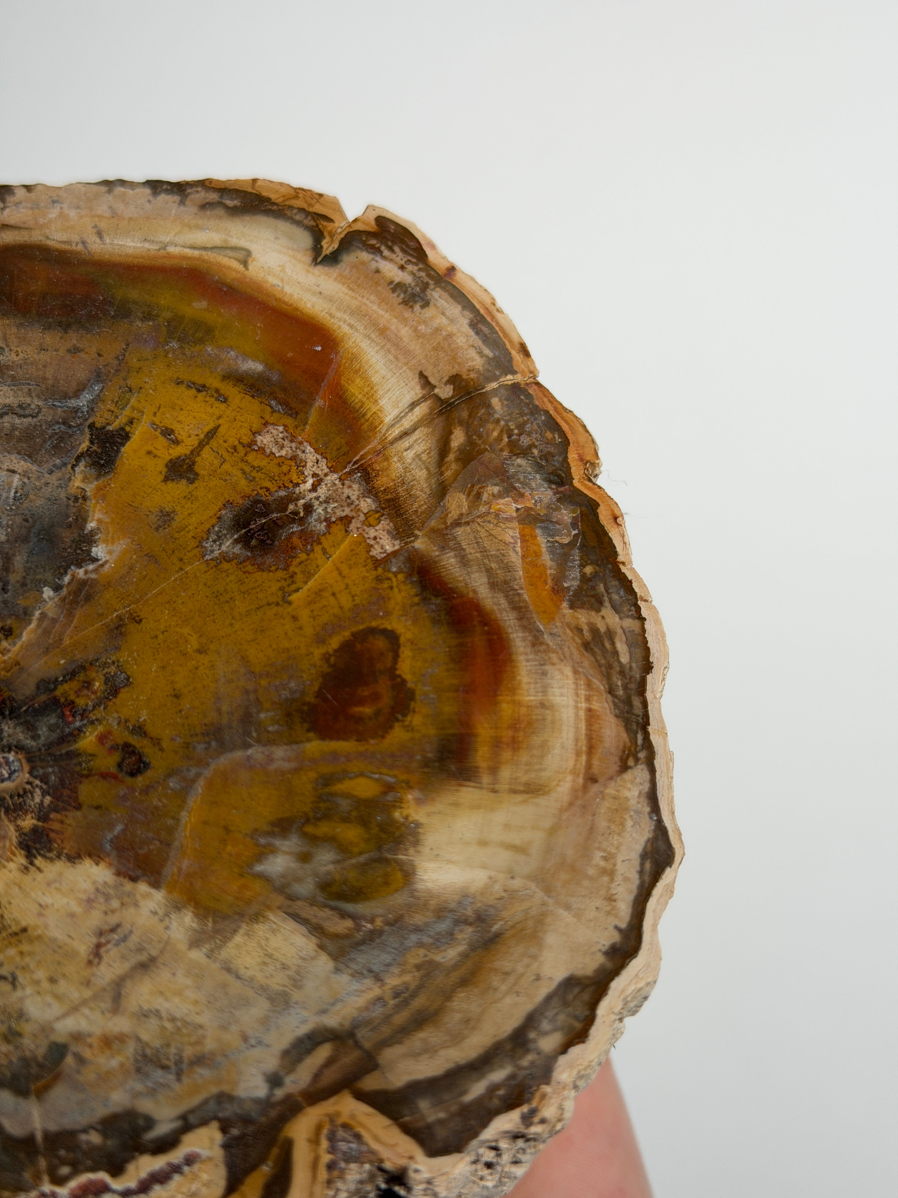 Versteinertes Holz