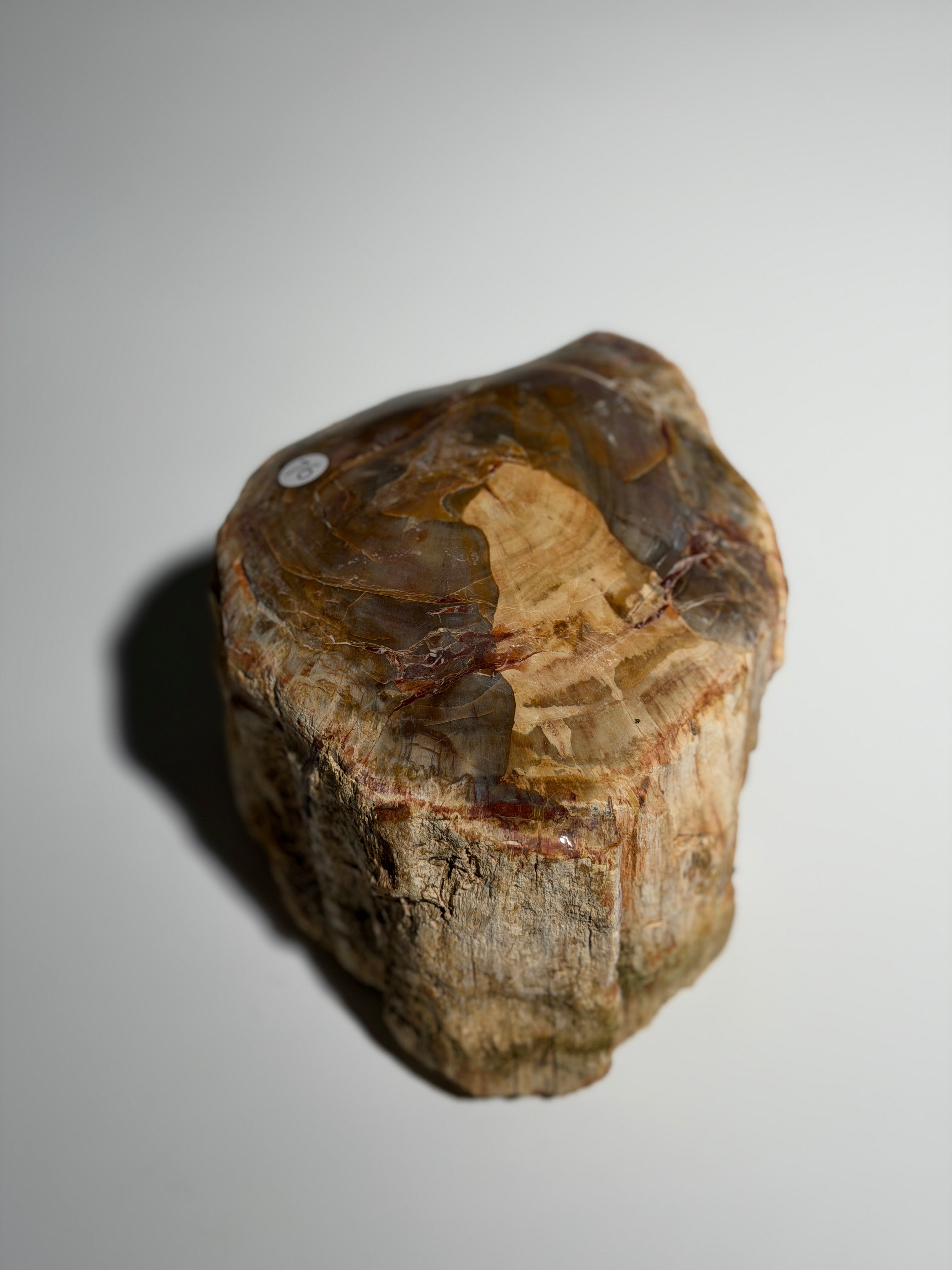 Versteinertes Holz